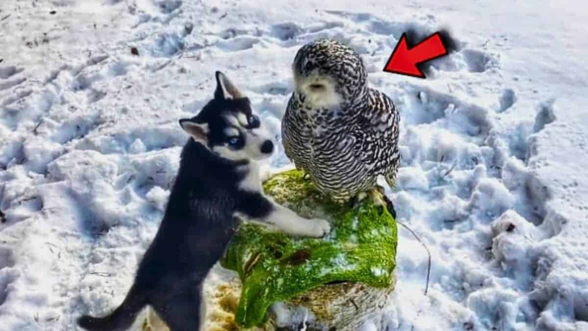 Owl Bestie With Husky