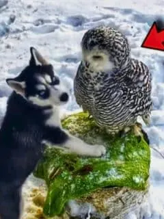 Owl Bestie With Husky