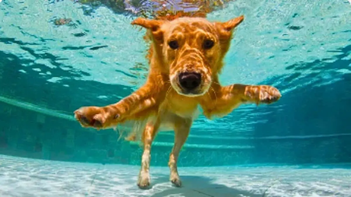 Golden retriever Sneaking Into Neighbor's Poo