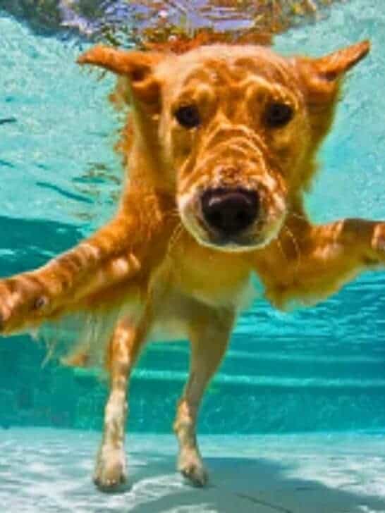 Golden Retriever Caught On Camera Sneaking Into Neighbor’s Pool