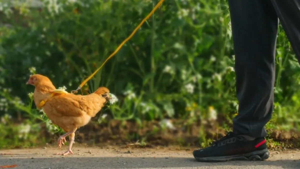 How to Teach Your Chicken to Walk on a Leash