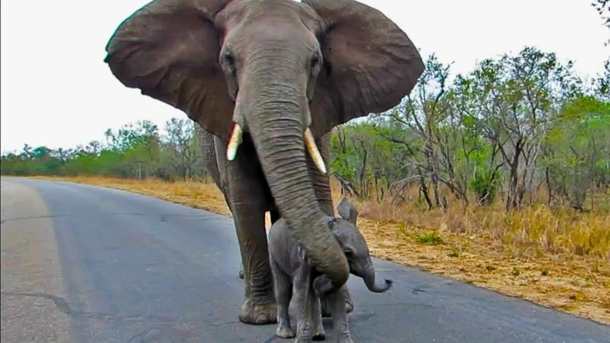 Mother Elephant Protects Calf From Tourists