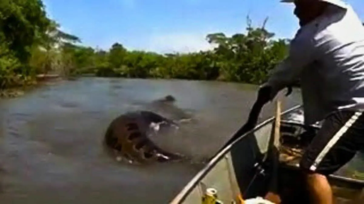 Guide Pulled Up This Anaconda