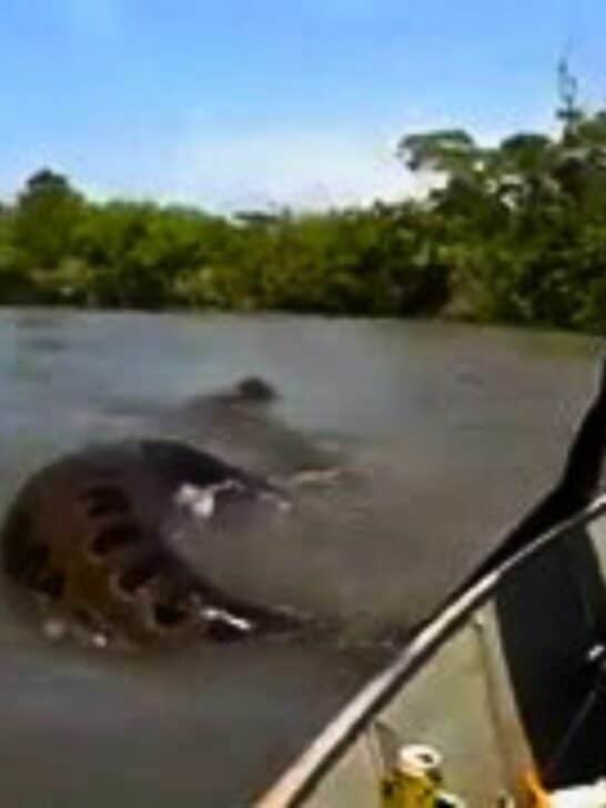 What Would You Do if Your Guide Pulled Up This Anaconda During A Tour?