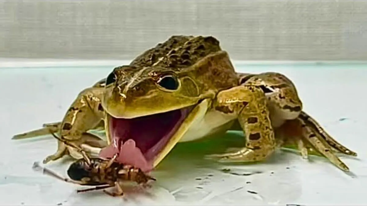 Beetles Make Frogs Vomit