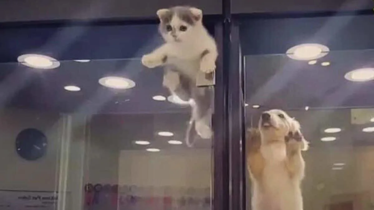 Kitten Jumps into Puppy's Cage
