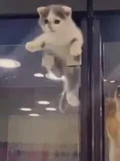 Kitten Jumps into Puppy's Cage