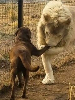 Lion Gives Smooches to Puppy