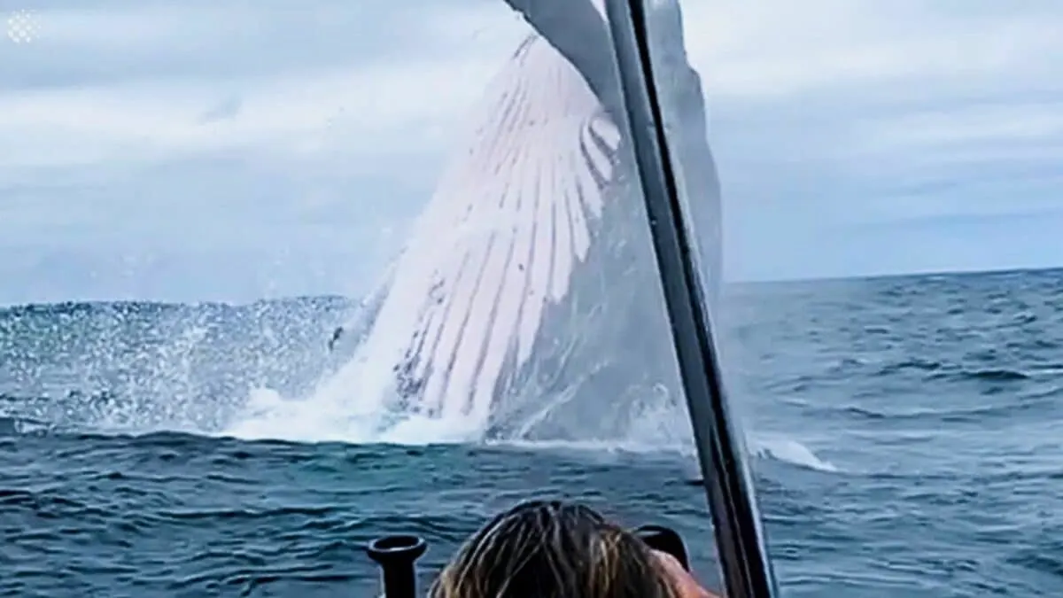 Giant Whale Jumps Out Of Nowhere