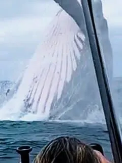 Giant Whale Jumps Out Of Nowhere