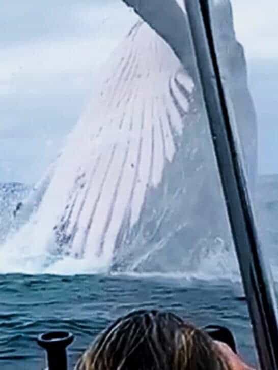 Watch As Giant Whale Jumps Out Of Nowhere