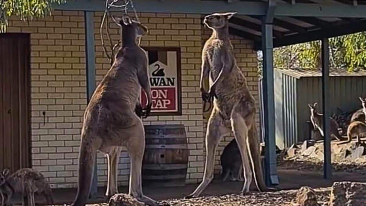 Kangaroo Standoff