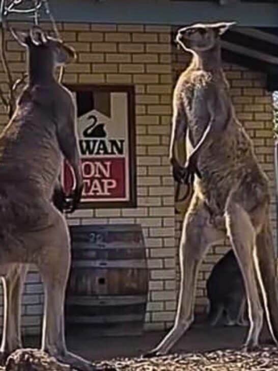 Kangaroo Standoff Outside Aussie Pub