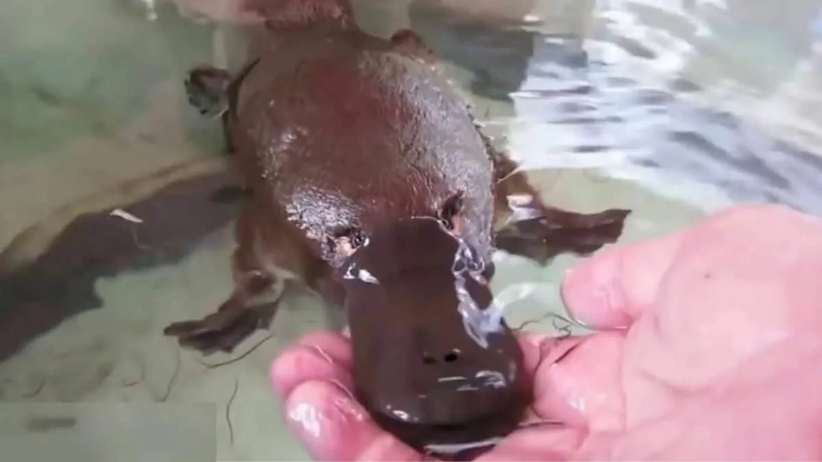Friendly Platypus