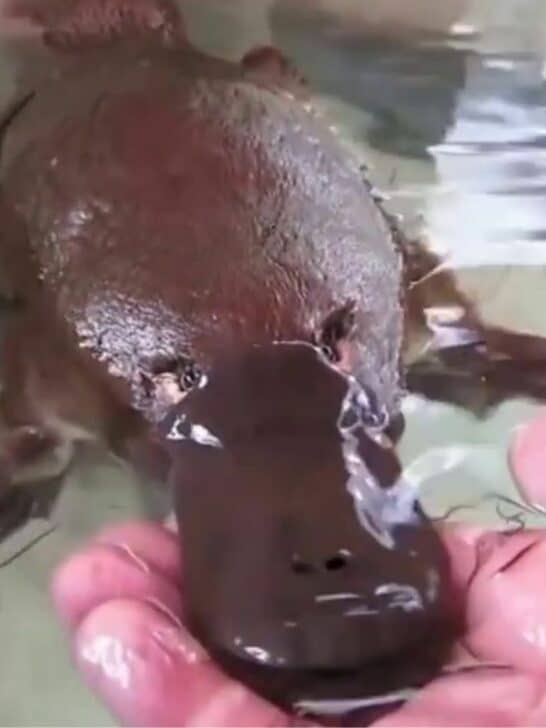 Man Hand Feeding & Playing With A Friendly Platypus