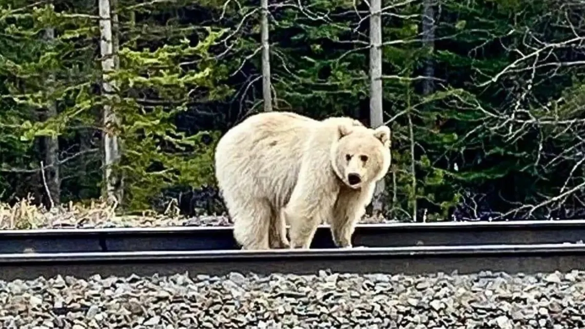 white grizzly bear.