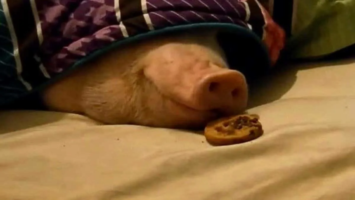 Sleeping Pig Wakes Up for a Cookie