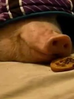 Sleeping Pig Wakes Up for a Cookie