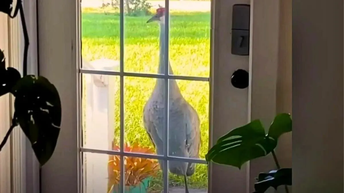 Crane Introduces His Babies