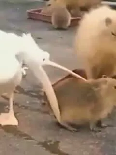 Pelican(’t) Eat a Capybara