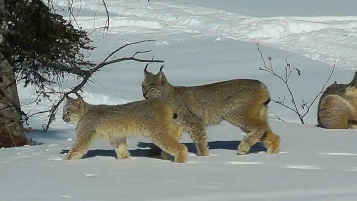 Lynx Cats in Backyard