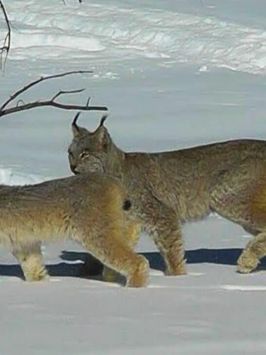 Lucky Homeowners Have Lynx Cats in Their Backyard in Northern Ontario