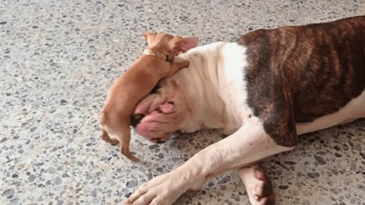 Chihuahua Teases Bulldog
