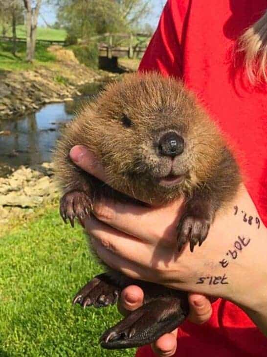 Meet Beatrice, The Adorable Orphan Baby Beaver Rescued in Kentucky