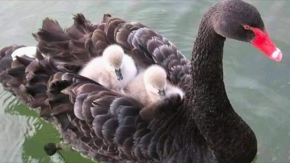 Black Swan Chick Hitches A Ride