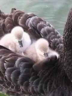 Black Swan Chick Hitches A Ride