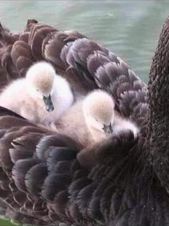 Watch: Baby Black Swan Chick Hitches A Ride On Its Mother Back