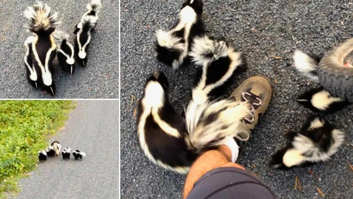 Cyclist Meets Family of Skunks