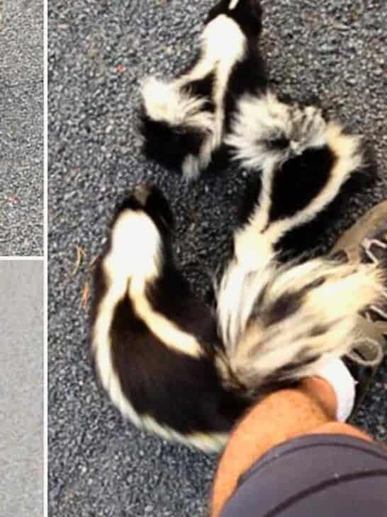 Watch: Lucky Cyclist Meets Family of Skunks