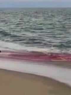 Great White Shark Seal Attack