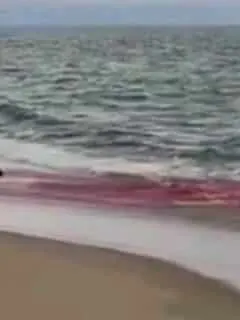 Great White Shark Seal Attack