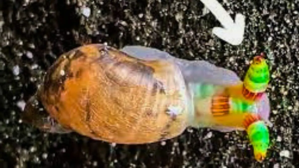 Worms Turn Snails Into Disco Zombies