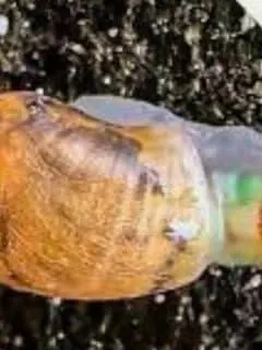 Worms Turn Snails Into Disco Zombies