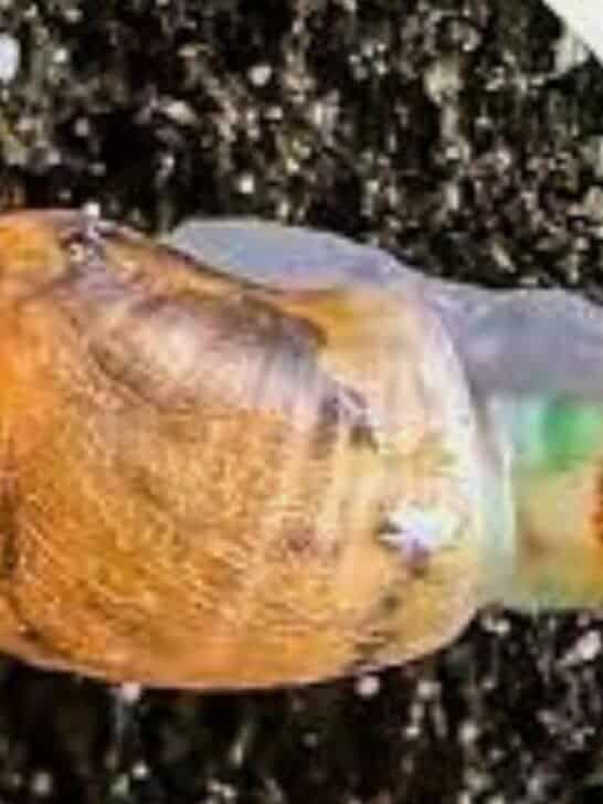 Crazy Parasite Worms Turn Snails Into Disco Zombies