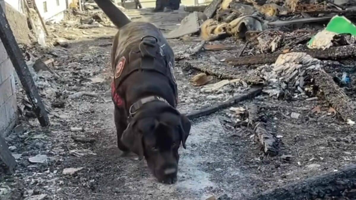 A Day in the Life of an Arson K9 Canine