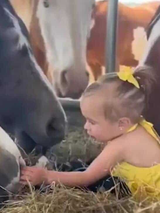 Watch: Two-Year-Old Horse Whisperer