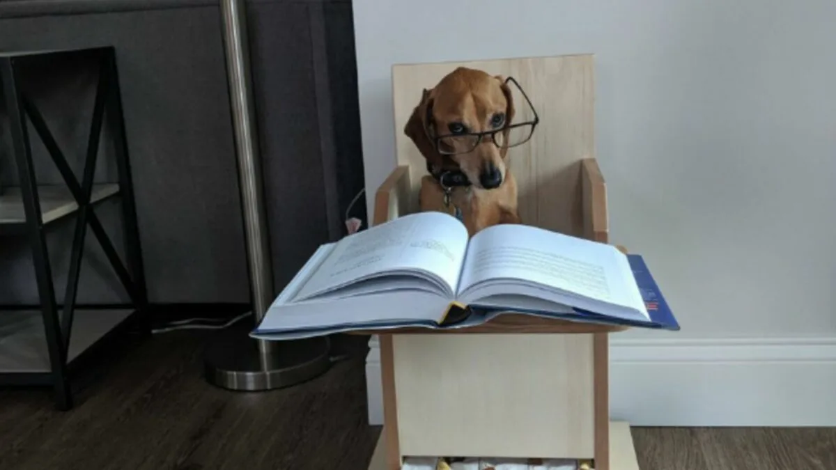 Dogs Doing Classwork