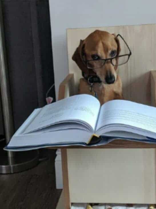 Professor Asks Her Students To Show Their Dogs Doing Classwork: 30 People Send Her Their Photos