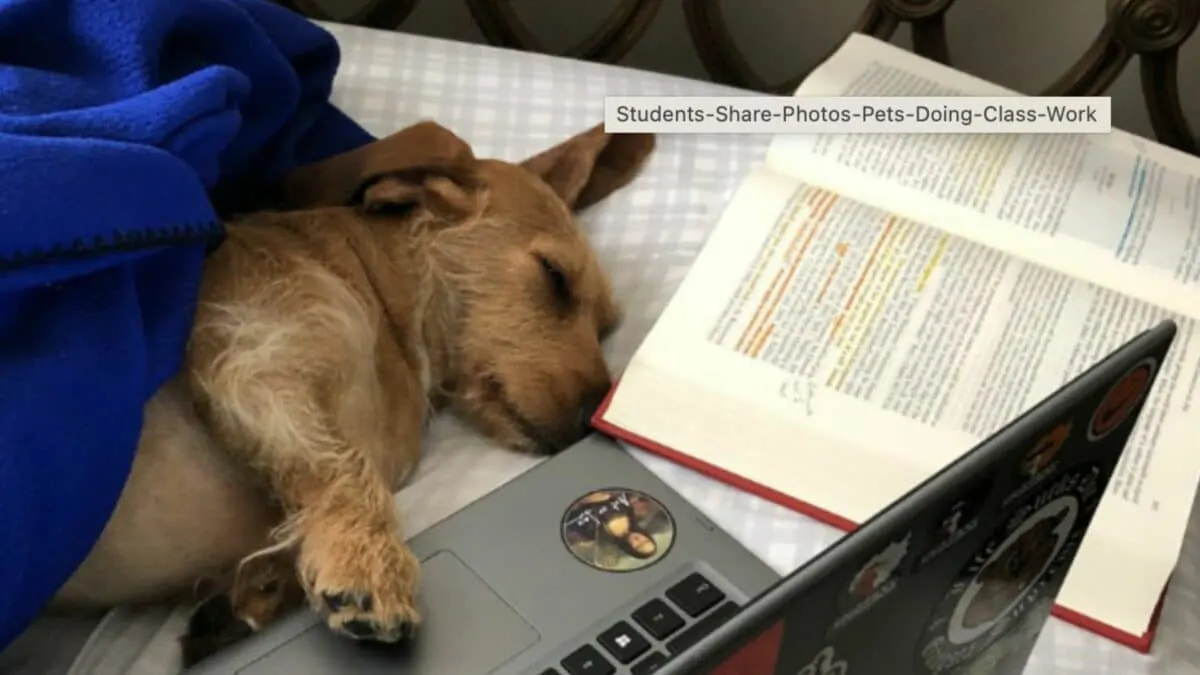 Dogs Doing Classwork