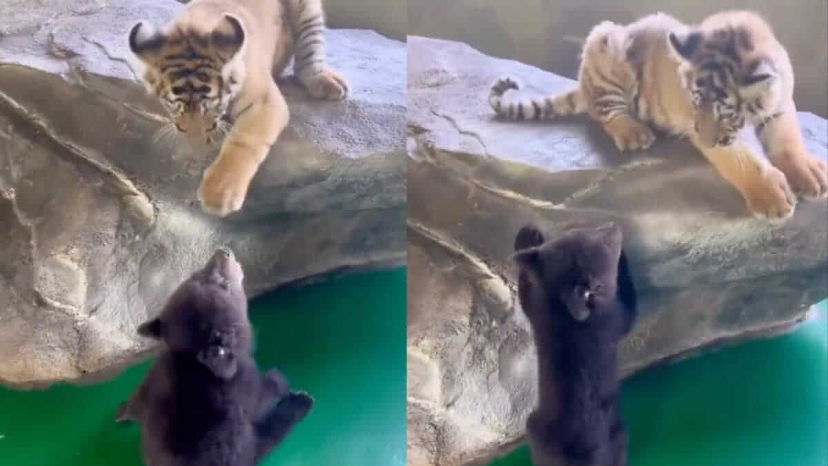 Baby Tiger & Bear Are Best Friends