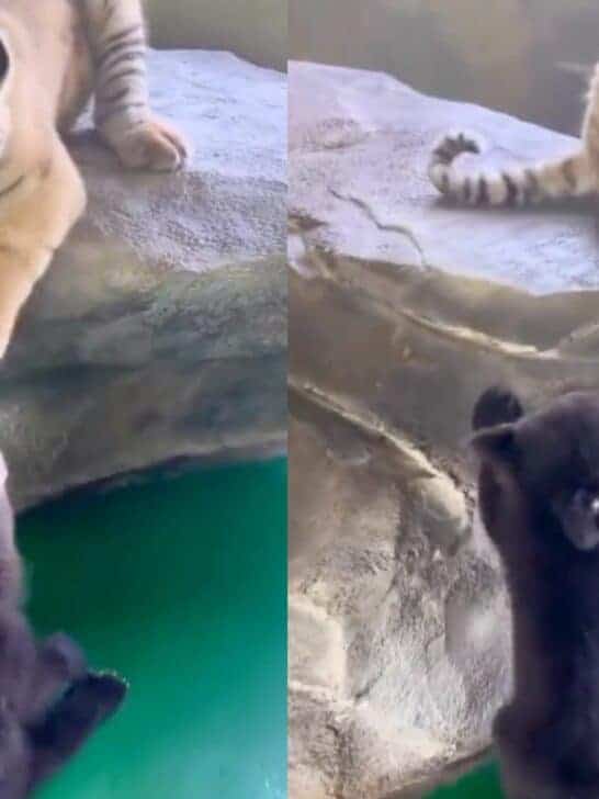 Baby Tiger & Bear Are Best Friends