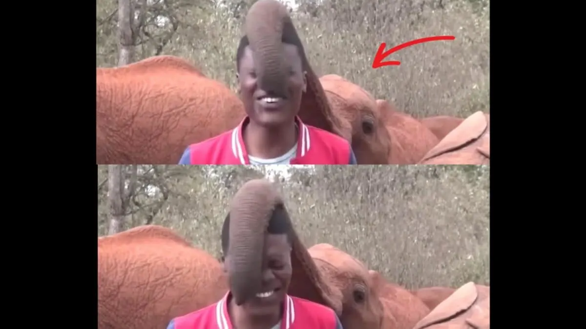 Baby Elephant Disrupts Reporter During On-Camera Report
