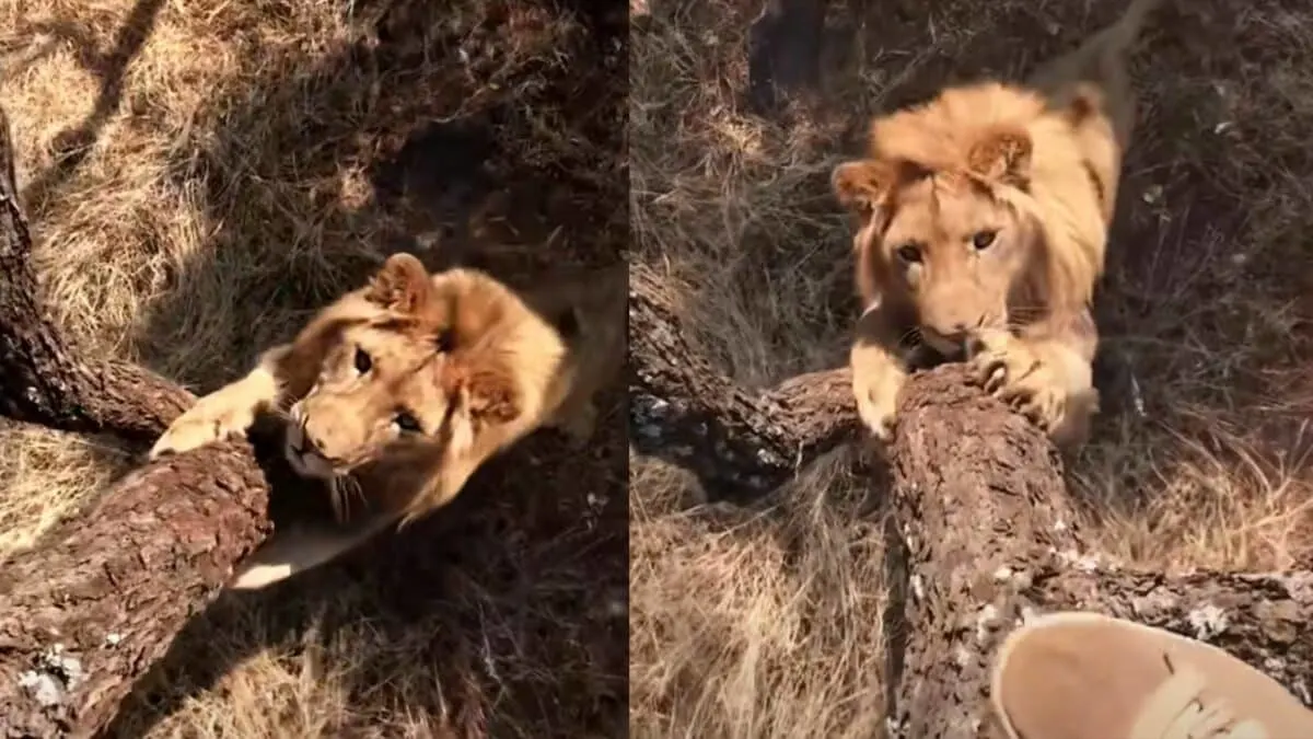 Man Chased Up Tree By Lion