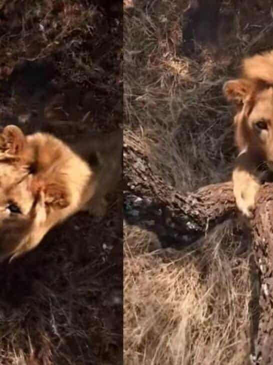 Man Trapped in Tree with Lion Waiting Below