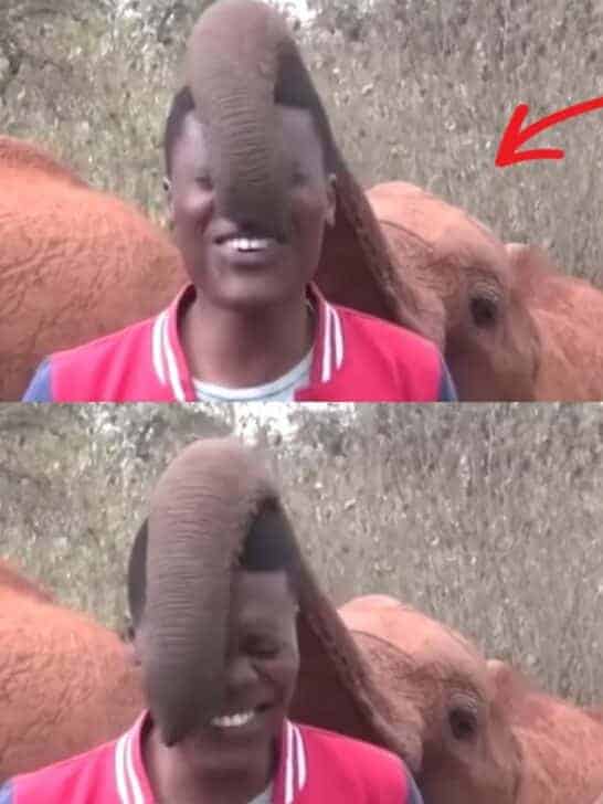 Baby Elephant Disrupts Reporter During Live Report