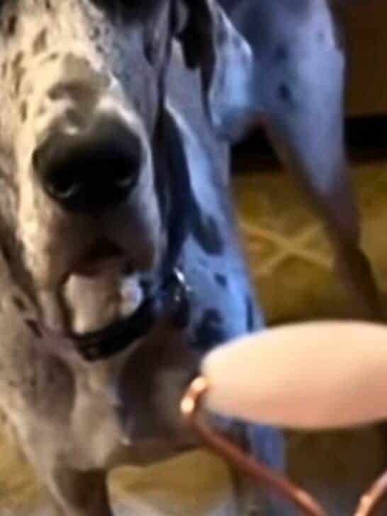 This Great Dane Dog Is Obsessed with Her Self-Care Routine